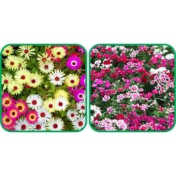 Aero Seeds 50 Pcs Mix Colour Dianthus &a; 50 Pcs Ice Flower Seeds Combo-image-75