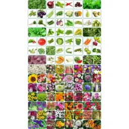 Aero Seeds 150g 50 Varieties Vegetable &a; 50 Varieties Flower Seeds Combo, Aero-50+50-picture-48