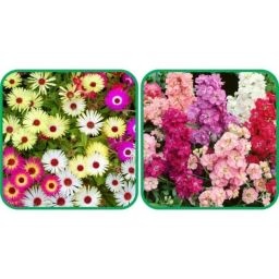 Aero Seeds 50 Pcs Mix Colour Stock &a; 50 Pcs Dianthus Flower Seeds Combo-image-43