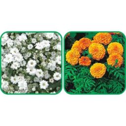 Aero Seeds 50 Pcs Mix Color African Marigold &a; 50 Pcs White Gypsophila Elegans Flower Seeds Combo-image-94