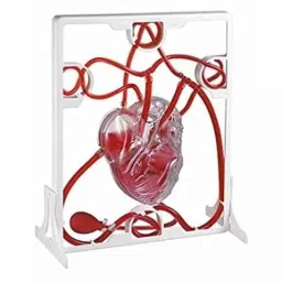 Artsy PVC Pumping Heart Model, SQ-6AAK-98DQ-picture-10