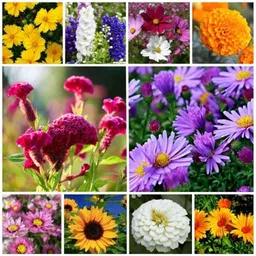 Only For Organic 50g 10 Varieties Flower Seeds, OFO_FLR0010-image-84
