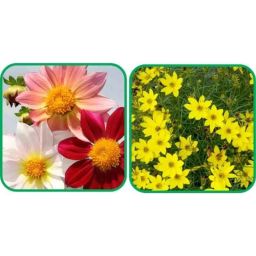 Aero Seeds 50 Pcs Mix Colour Coreopsis &a; 50 Pcs Dahlia Top Star Flower Seeds Combo-image-82