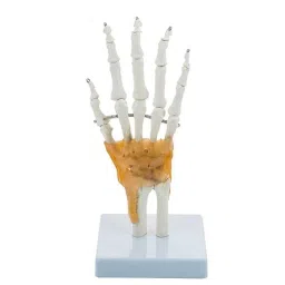BEXCO Articulated Anatomical Human Hand &a; Wrist Skeleton with Flexible Ligaments-5