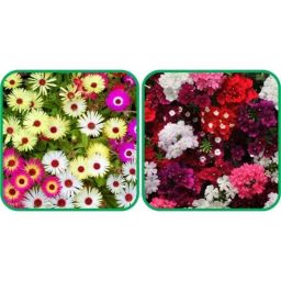 Aero Seeds 50 Pcs Mix Colour Verbena &a; 50 Pcs Dahlia Top Star Flower Seeds Combo-image-9