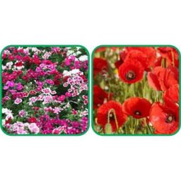 Aero Seeds 50 Pcs Red Poppy &a; 50 Pcs Mix Color Dianthus Flower Seeds Combo-image-80