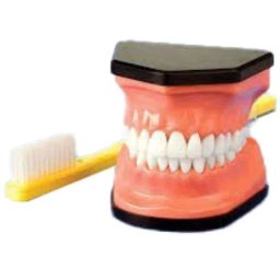 Plastic Dental Teeth Care Teaching Demonstration Model-43
