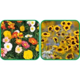 Aero Seeds 50 Pcs Mix Color Calliopsis (Tinctoria) &a; 50 Pcs Poppy Iceland Flower Seeds Combo-image-72