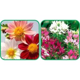 Aero Seeds 50 Pcs Mix Color Cleome Spinosa &a; 50 Pcs Dahlia Top Star Flower Seeds Combo-image-74