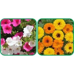 Aero Seeds 50 Pcs Mix Color Calendula &a; 50 Pcs Petunia Flower Seeds Combo-image-19