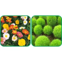 Aero Seeds 50 Pcs Kochia &a; 50 Pcs Mix Colour Ice Flower Seeds Combo-image-99