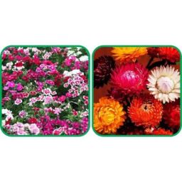 Aero Seeds 50 Pcs Mix Color Helichrysum &a; 50 Pcs Dianthus Flower Seeds Combo-image-56