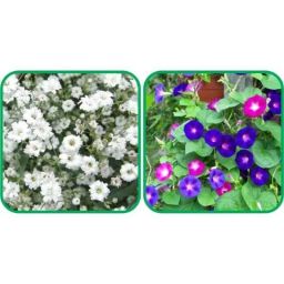 Aero Seeds 50 Pcs Mix Color Morning Glory &a; 50 Pcs White Gypsophila Elegans Flower Seeds Combo-image-99