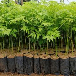 MELIA DUBIA OR PLYWOOD MALABAR NEEM TIMBER TREE 1 KG PACK Seed-image-47