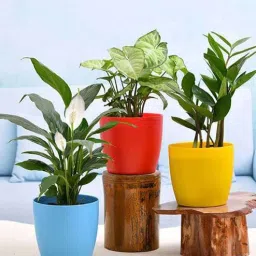 nurserylive Syngonium Peace Garcia Lily Natural Plant-picture-30