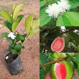 cloud farm Guava Plant-picture-18