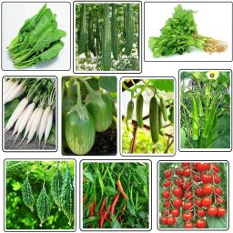 Vegetable Seeds Combo of 10 Variety/Sabji Bij for home garden (5000+ Seed) Seed-22