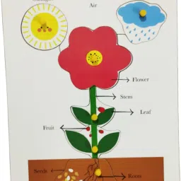 Wooden Learning Plant Growth Tray puzzle for kids-28