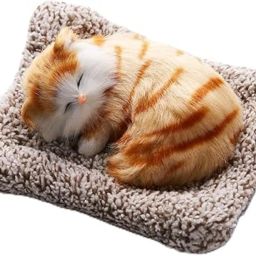 Cat Animal-image-1