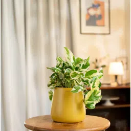 kyari N'Joy Money Plant With Aura Pot- Yellow-picture-41