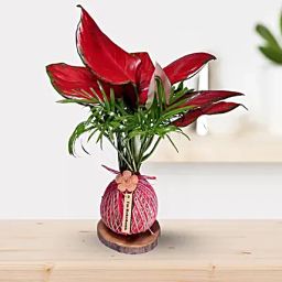 Kokedama Style Pink Aglaonema Plant Gift-image-0