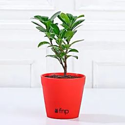 Ficus Compacta Plant in Red Pot Gift-image-56