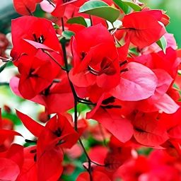 Bougainvillea Plant-image-67