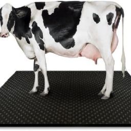 Cow Mat, Mat for Cow, Buffalo, Bull,Horse, Rubber Mat for All Animal( black) Cow, Dog, Hamster, Guinea Pig, Miniature Pig Pet Mat-picture-17