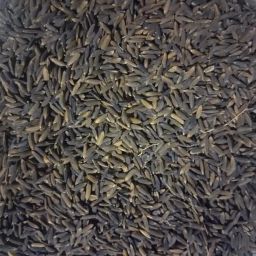 Black Rice Paddy Seeds (Kala Namak Rice Paddy Seeds) Hybrid 2 kg Seed-image-19