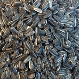 Large Size Sunflower Seeds for Grey and Indian Parrot, Macaw, Cockatoo and Exotic Birds 0.5 kg Dry New Born, Adult, Young, Senior Bird Food-image-78