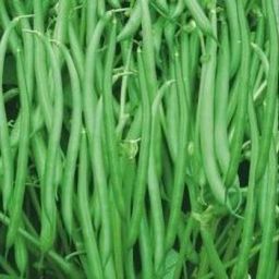 Malgudi beans vegetable seeds with branded packing truthful label pack of 1kg seeds. Seed-image-14