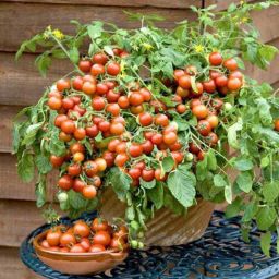 TOMATO DESI CHERRY SEEDS(129 PER PACKET) Seed-image-9