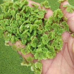 AZOLLA Seed-image-39