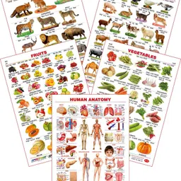 spectrum Set of 5 Educational Large Wall Charts : ( Wild Animals , Domestic Animals , Fruits , Vegetables & Human Anatomy )-picture-6