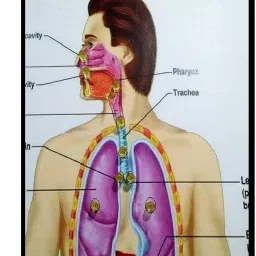 melody's Respiratory System with LED Light Biology Working Project Model. image 2