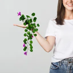 fancymart Artificial Flower Vine Plant Falling with Pot : Pack of 2 (Natural Touch & Feel) Wild Artificial Plant with Pot image 4