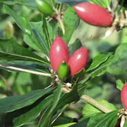 Berry Fruit Tree Seed-image-34