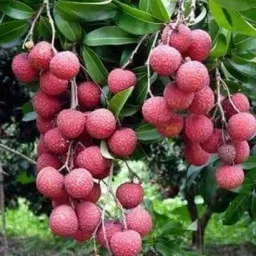 Litchi Plant-picture-11