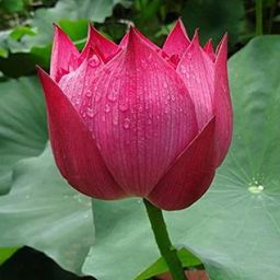 Lotus Seed-27