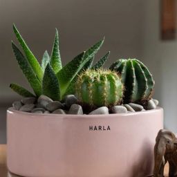 harla arts Lilac Stories Set Of 3 Multicolour Porcelain Table Pot-picture-47