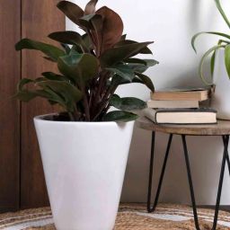 harla arts Love Bite (Medium) White Porcelain Floor Planters-picture-26