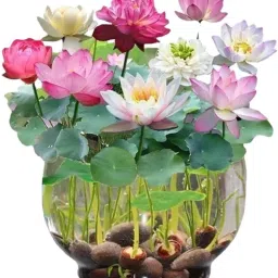 Lotus Seeds, Dwarf variant, Night Grooming Lotus Seed-image-70