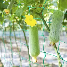 grinny Plant Climbing Net & 14.8Ft x 6Ft Creeper Support Gardening Netting Green Colour Garden Tool Kit image 2