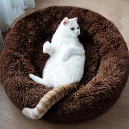 The round donut pet bed is perfect for indoor cats and puppies winter, Summer M Pet Bed-image-100