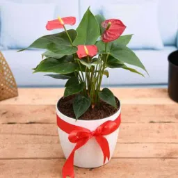 nurserylive Red Anthurium Natural Plant-picture-3