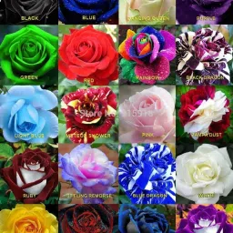ROSE , GULAAB Seed-21