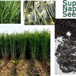 Super Napier Grass,Hybrid Grass,Australian Red Napier Grass,Elephant Grass Seed-image-3