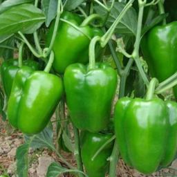 SHIMLA MIRCH Seed-image-80