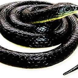 Fake For Prank(Colour as per availibility) Fake Snake Prank Toy Gag Toy-25