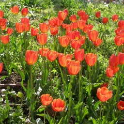 tulip beautiful flower hybrid seeds 1-packet Seed-image-57